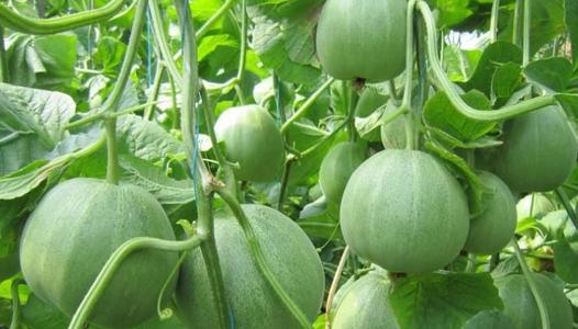 �Nֲ��ϑ�(y��ng)ԓ����ʩ�������ʩ�ʼ��g(sh��)��