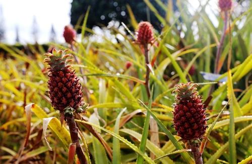 �Nֲ���}��(y��ng)ԓ���ʩ�ʣ����}ʩ�ʼ��g(sh��)��