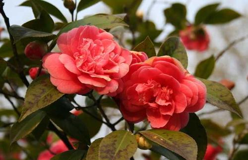 �Nֲɽ�軨���ʩ�ʣ�ɽ�軨ʩ�ʼ��g(sh��)��