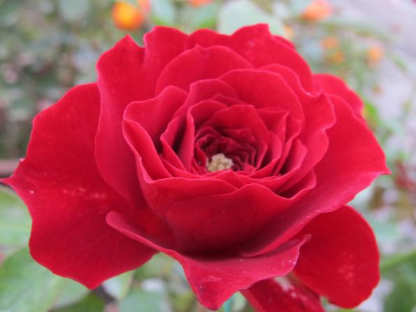 õ�廨��ô�ÿ������Ǒ�(y��ng)ԓ��ôʩ����֪��ô��