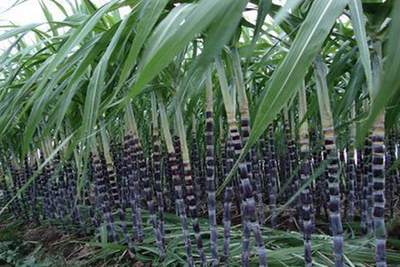 ���ᑪ(y��ng)ԓ���ʩ��������׷�ʼ��g(sh��)��