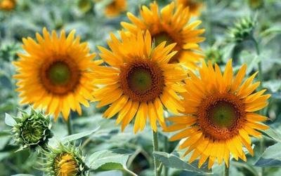 ���տ���(y��ng)ԓ����ʩ�������տ�ʩ�ʼ��g(sh��)��