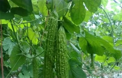 �Nֲ��ϑ�ԓ����ʩ�ʣ����ʩ��Ҫ�c��