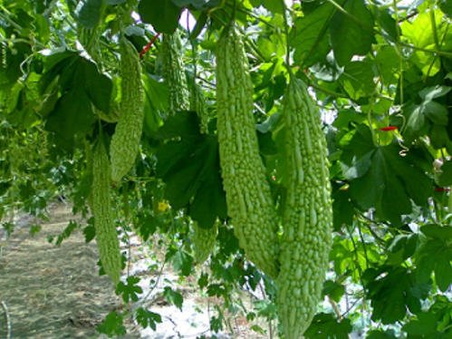 ���������Ҫʲô�l����������ڹ������g��