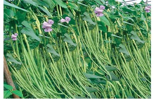 �Nֲ���Ǒ�ԓ��ʲô�r��ʩ�ʣ���ôʩ��