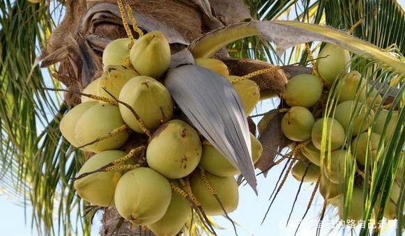 Ҭ�Ә䲻ͬ�r�ڑ�(y��ng)ԓ���ʩ�ʣ�Ҭ�Ә�ʩ�ʼ��g(sh��)��