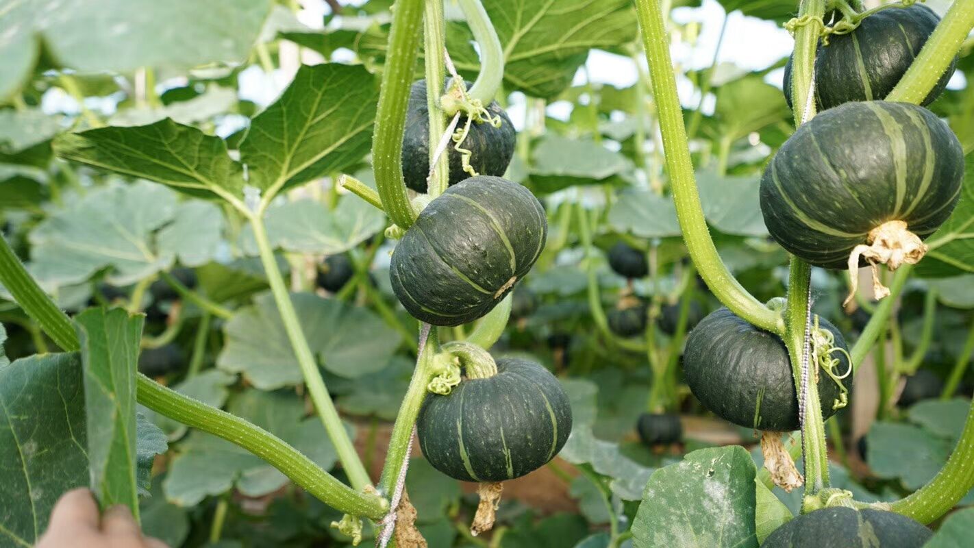 �ķN���F��С���߲˷Nֲ�������W������ٍ���������