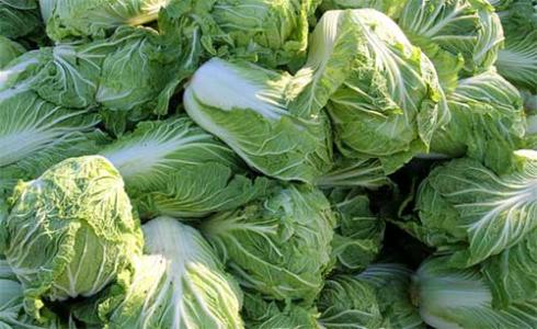 ��ײ�ԓ��ηNֲ����ײ˷Nֲ���g(sh��)��