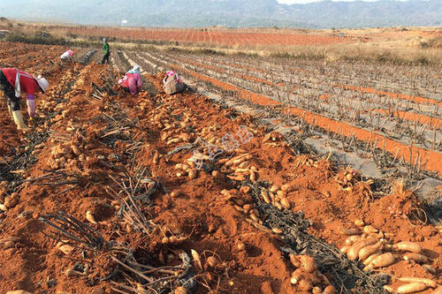 ѩɏ����������c��ʲô����ԓ����ʩ�ʣ�