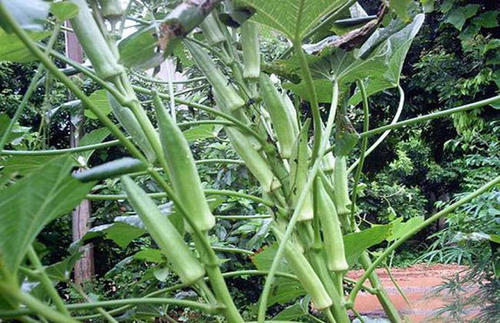 �Nֲ�����ԓ��ʲô�r��ʩ�ʣ���ԓ��ôʩ��