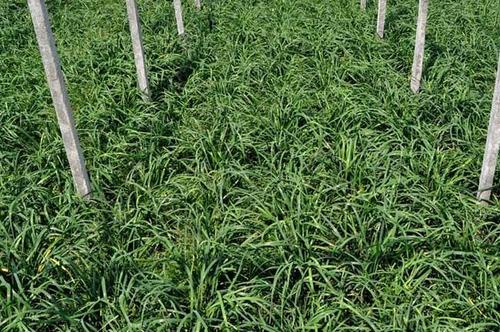 �²���ʲô������c���Nֲ�²ˑ�ԓ���ʩ�ʣ�