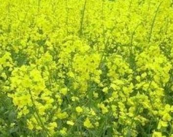 �Nֲ�Ͳˑ�(y��ng)ԓ���ʩ�ʣ��Ͳ�ʩ�ʼ��g(sh��)��