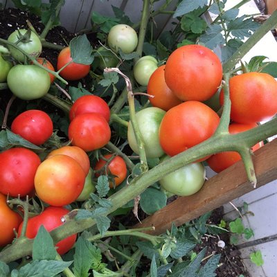 �ļ���ηN���߮a(ch��n)���ѣ����ѱ����������g(sh��)��