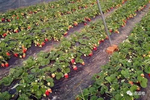 ������ݮ��(y��ng)ԓ���ʩ�õ׷ʣ�ʩ�ʕr(sh��)��Ҫע��ʲô��