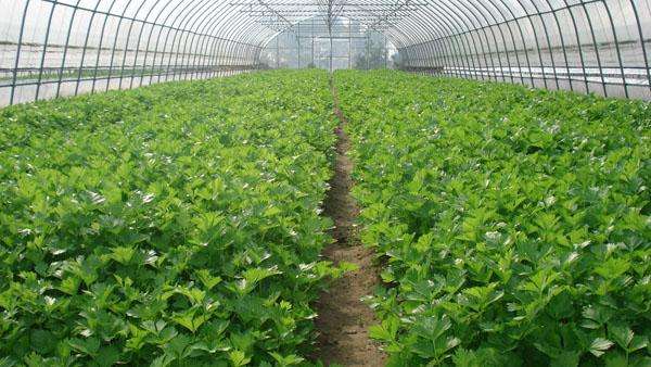 ������۲�ԓ��ηNֲ���۲˸߮a(ch��n)�Nֲ���g(sh��)��