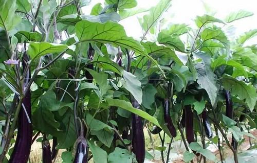 �Nֲ���ӑ�ԓ��ʲô�r��ʩ�ʣ�����ʩ�ʼ��g��