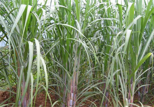 �����ʩ��Ҫ�c��ʲô��ʩ�ʕr��Ҫע��ʲô��