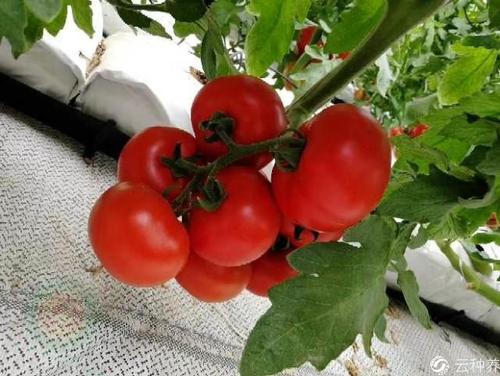 ���t������Щ��Ҋ���x��?���η�������Щ��