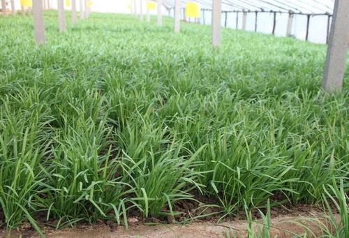 �²ˑ�(y��ng)ԓ��ʲô�r��ʩ�ʣ��²˸߮a(ch��n)ʩ�ʷ�����