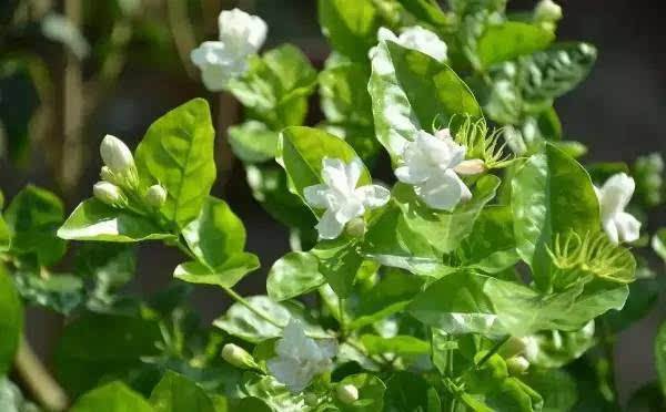 ����ʩ����Ҫ����Щ���ϣ�����ʩ������Щ������