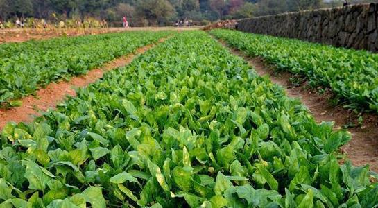 ���˷Nֲ�r�g��ʲô�r�򣿲��˷Nֲ���g��