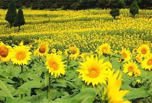 �Nֲ���տ���ԓ����ʩ�ʣ���ʲô�r��ʩ�ʣ�