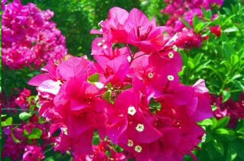 ����÷ԓ���ʩ�ʣ�����÷����Щʩ�ʷ�����