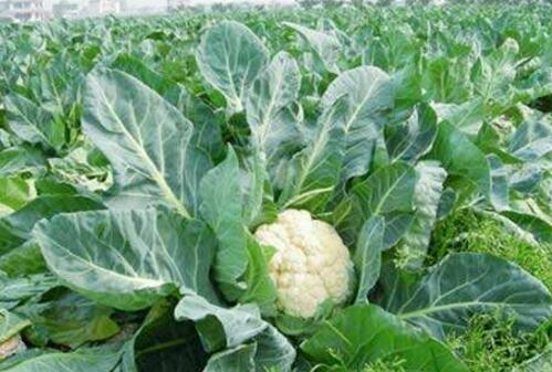 �Nֲ��Ҭ�ˑ�(y��ng)ԓ����ʩ�ʣ���Ҭ��ʩ�ʼ��g(sh��)��