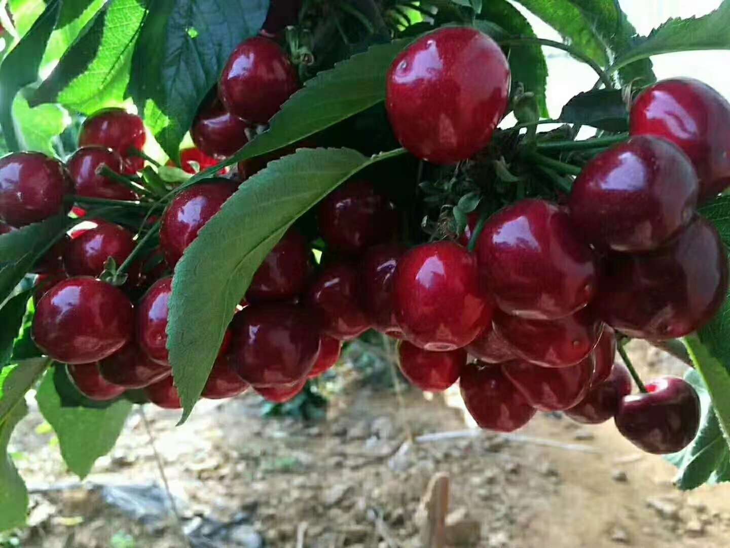 ������Ҫ�߮a��ԓ��ʲô�r��ʩ�ʣ���ôʩ��