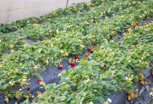 ��ݮ�����Ҏ����ʲô����ʲôʩ��Ҫ�c��