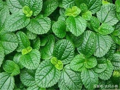 ����ʩ����ʲô��������ԓ��ôʩ��