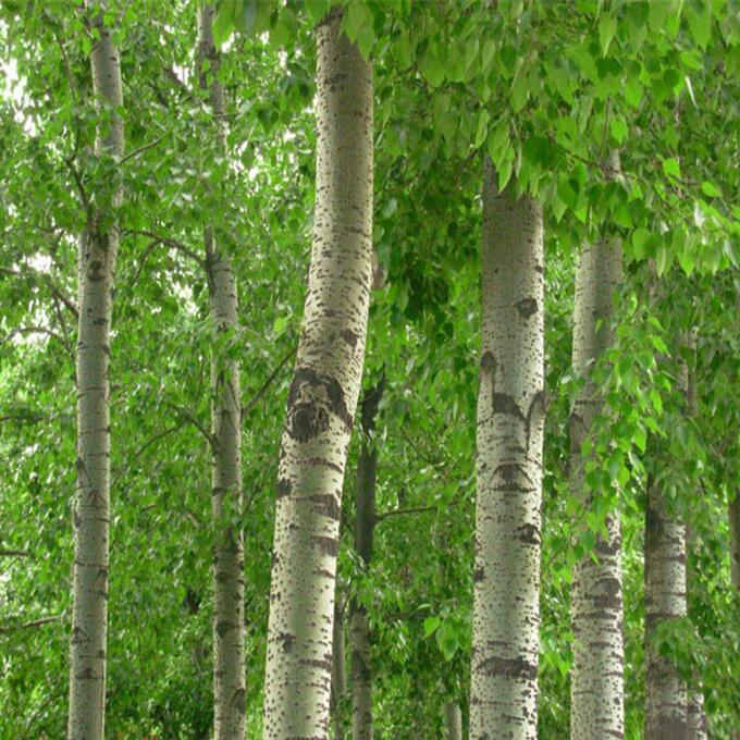 ��䑪ԓ��ʲô�r��ʩ����һ��ʩ�״η���