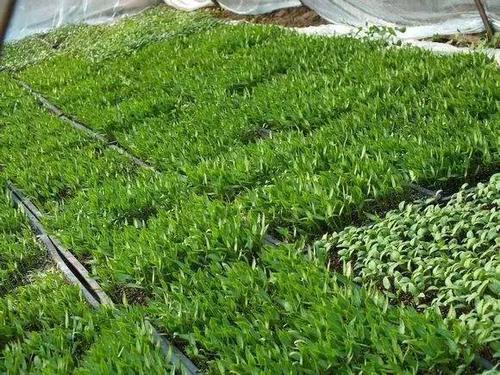 �߲�����ԓ���ʩ�ʣ��߲�����ʩ�ʷ�������Щ��