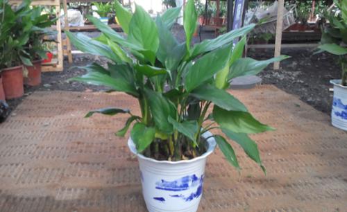 �Nֲ�f������ԓʩʲô���������L�r�gʩһ�η���