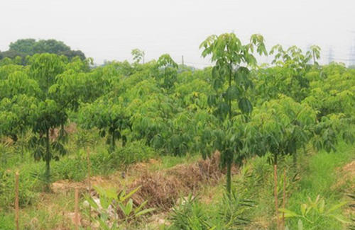 �����ԓ���ӽo��ľʩ�ʣ������ľʩ�ʼ��g��