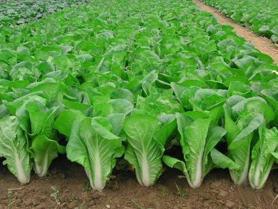 С�ײ˵�ʩ�ʕr�g��ʲô��������c��ʲô��