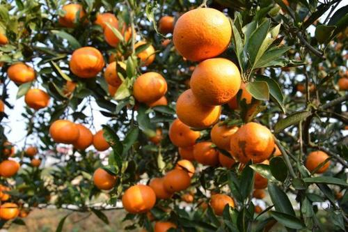 ʮ�·ݸ��ّ�ԓ��ι�����ӛס�@���c��