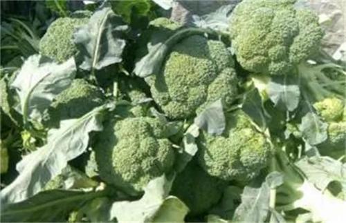 ���m����Ҫ�еĺÑ�ԓ���ʩ�ʣ����m���ƌWʩ�ʼ��g