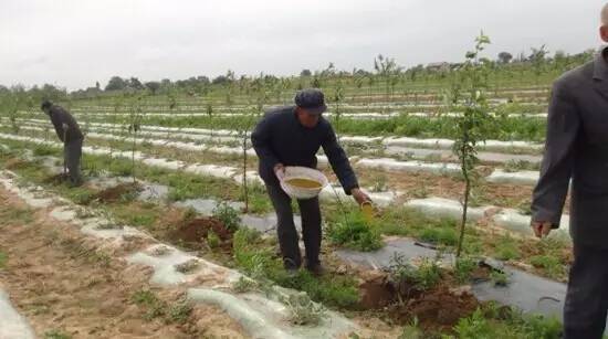 �Nֲ�Ҙ�(sh��)��(y��ng)ԓ��ʲô�r(sh��)��ʩ�ʣ���(y��ng)ԓ��ôʩ�ʣ�