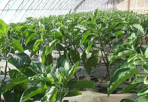 �����������ӑ�ԓ����ʩ�ʣ�ӛס�@���c��