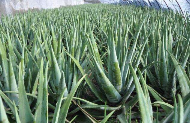 �Nֲ�J�C��ԓ���ʩ������ԓ��ʲô�r��ʩ�ʣ�