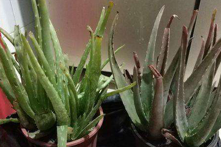 �Nֲ�J�C��ԓ��ʲô�r��ʩ�ʣ���ԓ�x��ʲô���ϣ�