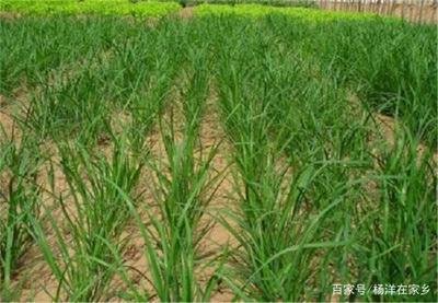 �²���Ҫ�߮a��ԓ���ʩ�ʣ��²˸߮aʩ�ʼ��g��