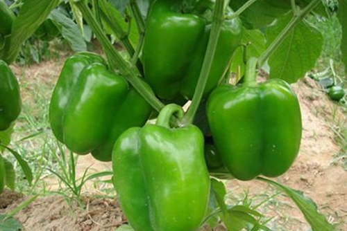 �𽷵�������c(di��n)��ʲô���Nֲ�𽷑�(y��ng)ԓ���ʩ�ʣ�