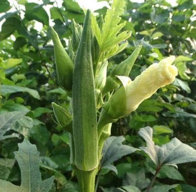 ���Ҫ���ӷNֲ��������g�������g��