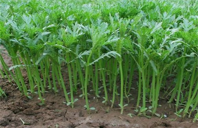 �����������ʑ�ԓ��α��ܣ���Ҫע��ʲô��