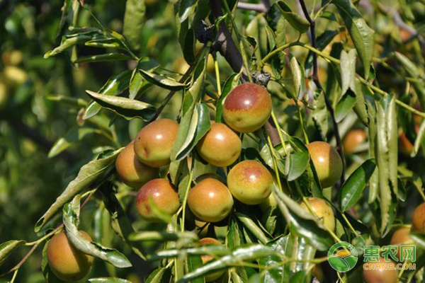 ����ʩ�ʑ�(y��ng)ԓ�x��ʲô��������(y��ng)ԓ��ôʩ��