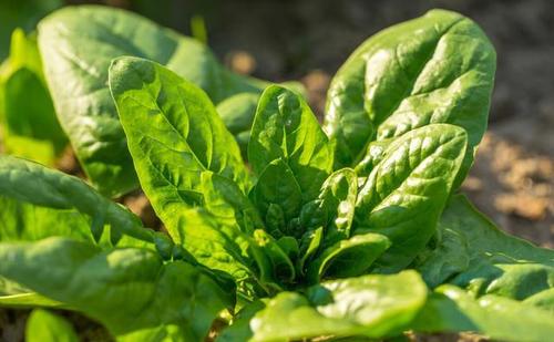 Խ�����ˑ�ԓ���ʩ�ʣ���ʲô���ɣ�