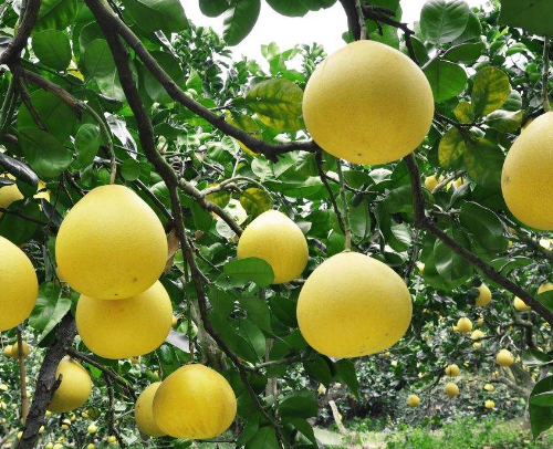 �Nֲ���ӑ�(y��ng)ԓ���ʩ������(y��ng)ԓʩʲô����