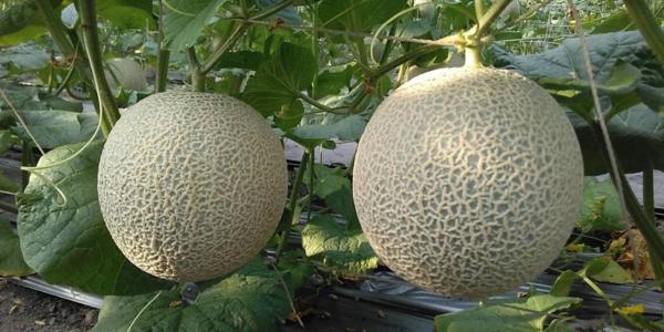 ���ܹ�ʩ����Ҫʲô������ʩ�ʷ�����ʲô��